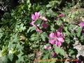 vignette Lavatera Olbia  'rosea '