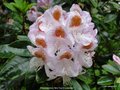 vignette Rhododendron  'Mrs Tom H Lowinsky'