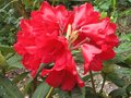 vignette Rhododendron Melville au magnifique rouge au 30 05 10