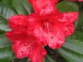 vignette Rhododendron Melville gros plan au 31 05 10