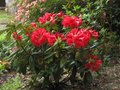 vignette Rhododendron Melville au 31 05 10