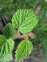 vignette Rubus gongshanensis