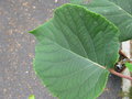 vignette Actinidia 'Pollichina'