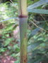 vignette Chimonobambusa macrophylla intermedia