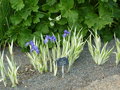 vignette Iris laevigata 'Variegata'