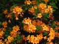 vignette Rhododendron glowing embers toujours trs parfum au 29 05 10