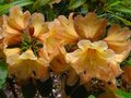 vignette Rhododendron Amber touch au 29 05 10