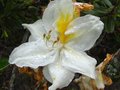 vignette Rhododendron Mount rainier dernire fleur au 29 05 10