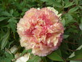 vignette Paeonia x lemoinei Souvenir de Maxime Cornu - Pivoine arbustive  Wisley Garden