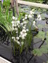 vignette Eriophorum angustifolium = Eriophorum polystachion - Linaigrette  feuilles troites