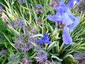 vignette allium et iris pallida variegata