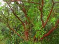 vignette Arbutus andrachnoides au 31 05 10