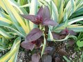 vignette iris pallida variegata et feuillage rouge
