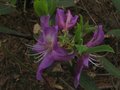 vignette Rhododendron Trichantum autre vue au 31 05 10