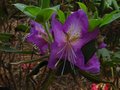 vignette Rhododendron Trichantum au 01 06 10