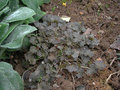 vignette geranium sessiliflorum ssp novaezelandiae 'Nigricans'