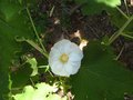 vignette Abutilon Vitifolium autre fleur au 04 06 10