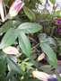 vignette passiflora violecea x amethyst