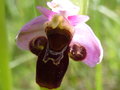 vignette Ophrys araigne