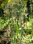 vignette Nectaroscordum siculum = Allium bulgaricum