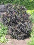 vignette Sambucus nigra 'Black Beauty' = Sambucus nigra f. porphyrophylla 'Gerda' - Sureau pourpre