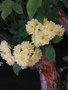vignette Rosa banksiae 'lutea' - Rosier de Banks  fleurs doubles jaunes