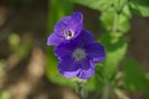 vignette geranium brookside