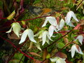 vignette Helianphora nutans