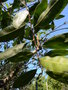 vignette PROTORHUS longifolia