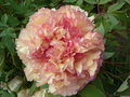 vignette Paeonia x lemoinei Souvenir de Maxime Cornu - Pivoine arbustive  Wisley Garden