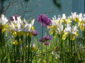 vignette Iris de Hollande et Allium 'Purple Sensation'
