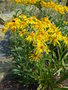 vignette Helenium hoopesii