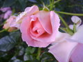 vignette Rose,fleur,rosier
