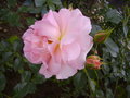 vignette Rose,fleur,rosier