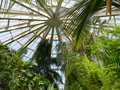 vignette Serre aux palmiers et grandes plantes