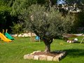 vignette olivier