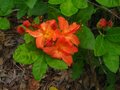 vignette Rhododendron Bakeri Camps red cumberlandense au 05 06 10