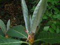 vignette Rhododendron Macabeanum gros plan des pousses au 06 06 10