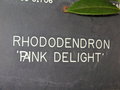 vignette Rhododendron 'Pink Delight'