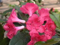 vignette Rhododendron 'Pink Delight'