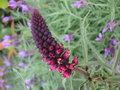 vignette Lysimachia atropurpurea ' Beaujolais'