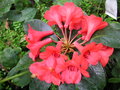 vignette Rhododendron hybride