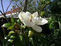 vignette Magnolia grandiflora 