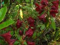 vignette Rhododendron Impy au 06 06 10