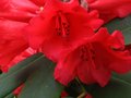 vignette Rhododendron Melville gros plan au 07 06 10