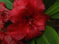 vignette Rhododendron Leo autre vue au 07 06 10