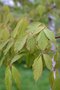 vignette Acer maximowiczianum = A. nikoense