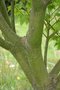 vignette Acer pectinatum  ssp.  pectinatum