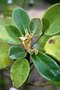 vignette Brachyglottis rotundifolia = Senecio reinholdii
