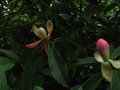 vignette Manglietia Insignis ancienne fleur et bouton nouvelle fleur au 08 06 10
